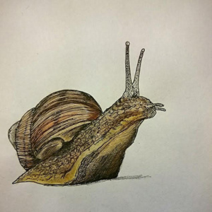 Snail - Emily Brock Bonnes